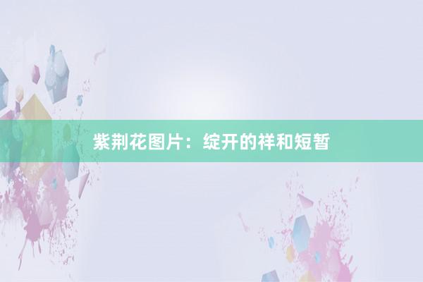 紫荆花图片：绽开的祥和短暂